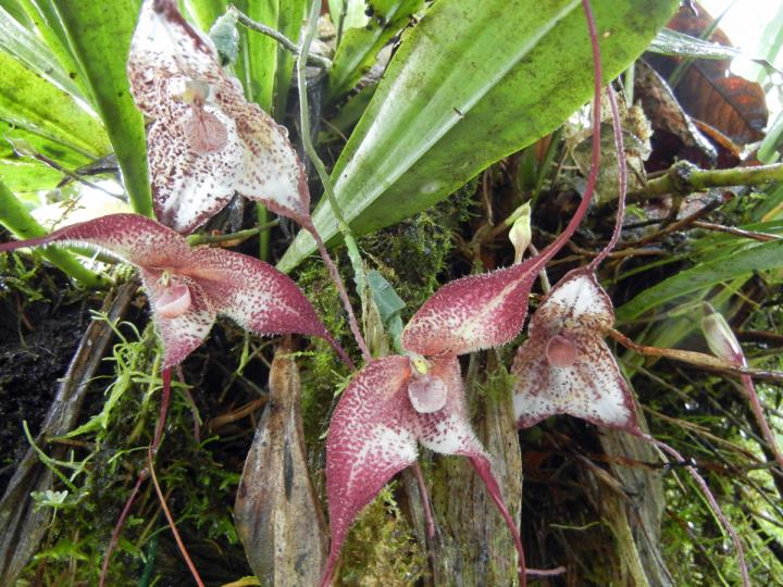 Real Dracula Orchid amid 3-D Chimeras