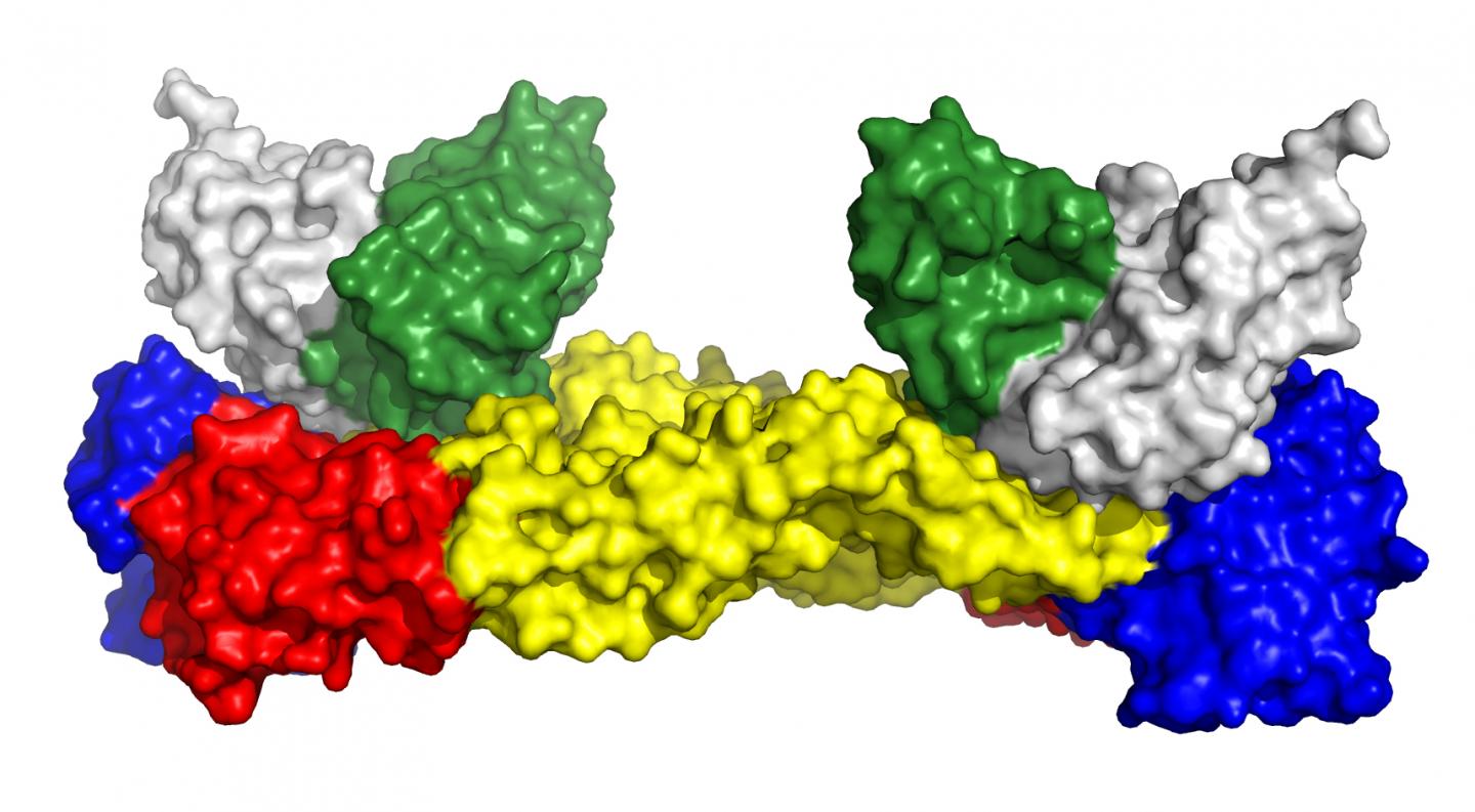 3-D Structure of Zika Virus Envelope Protein