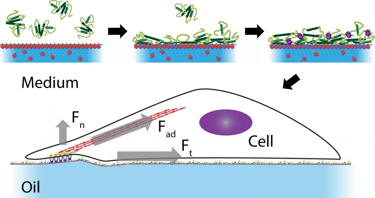 Protein Nanosheet Assembly Displaying Strong Mechanical Properties Allow Cell Adhesion