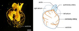 Latex-injected mouse heart.