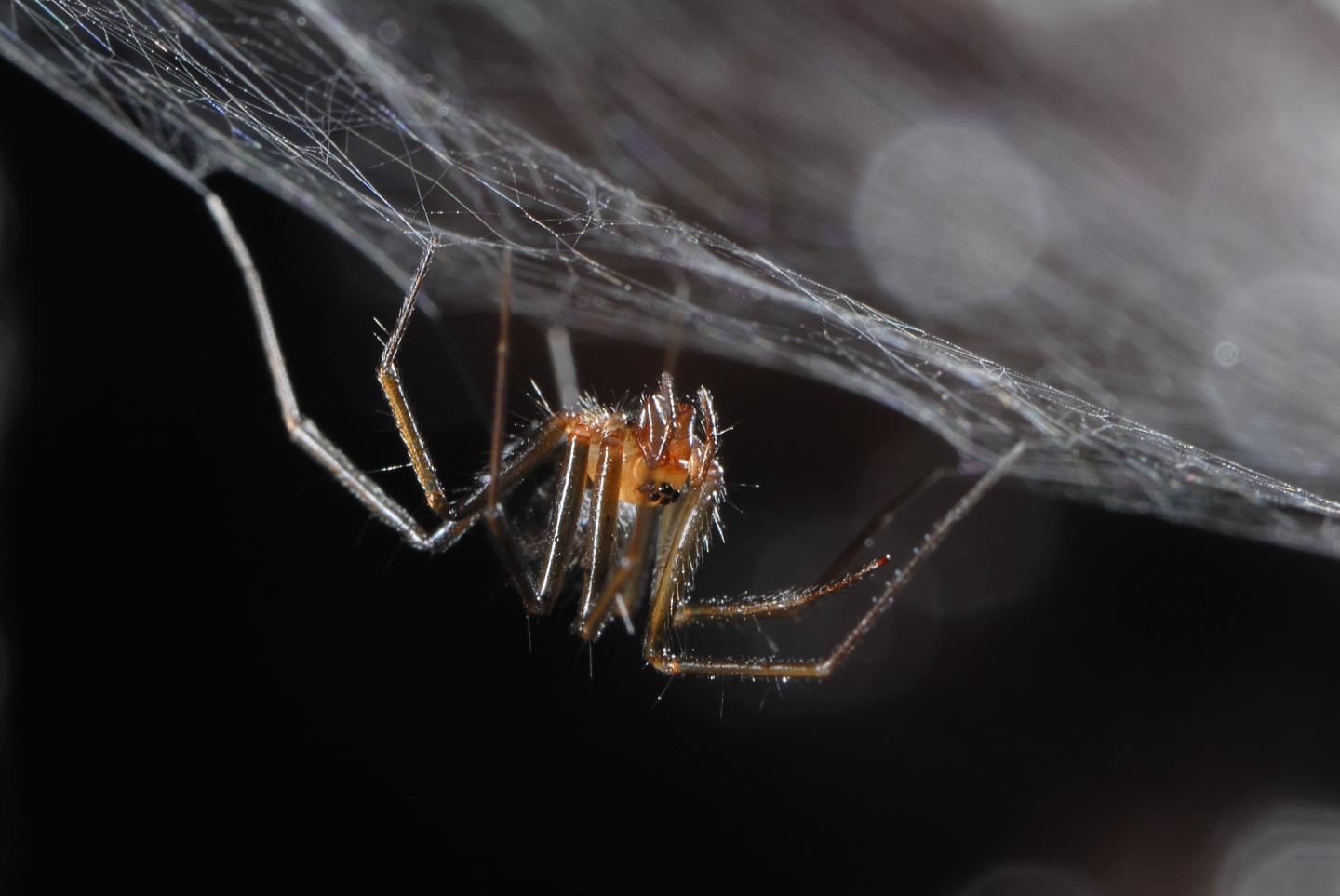 Female Cave Spider <i>Turinyphia cavernicola</i>