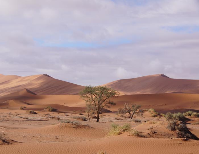 Trees in the Namib Desert