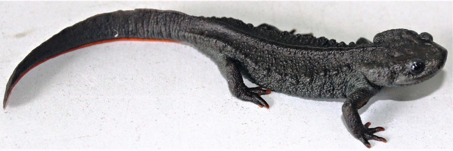Crocodile Newt, The Animal Facts
