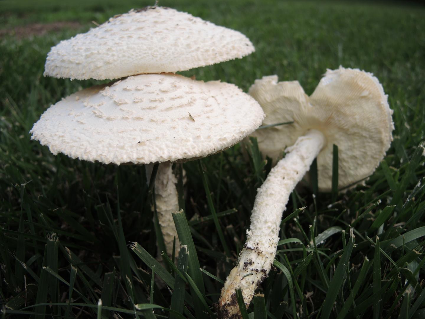 <em>Amanita thiersii</em>