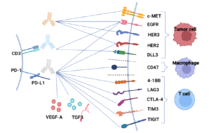 Targets of bsAbs in lung cancer