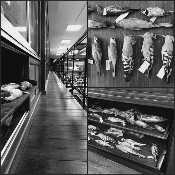 The bird skin collection of the Zoological Museum of Babeș Bolyai University