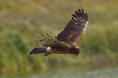 Northern Harrier