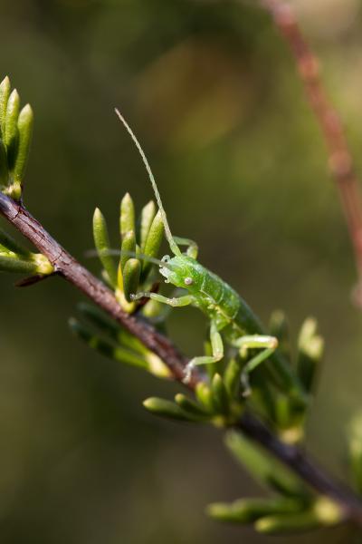 Stick Bugs Reveal Predictable Processes of Evolution (2 of 12)