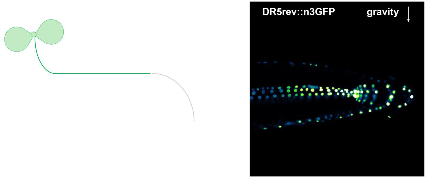 auxin distribution during root development