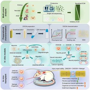 Schematic abstract of the main results of this study