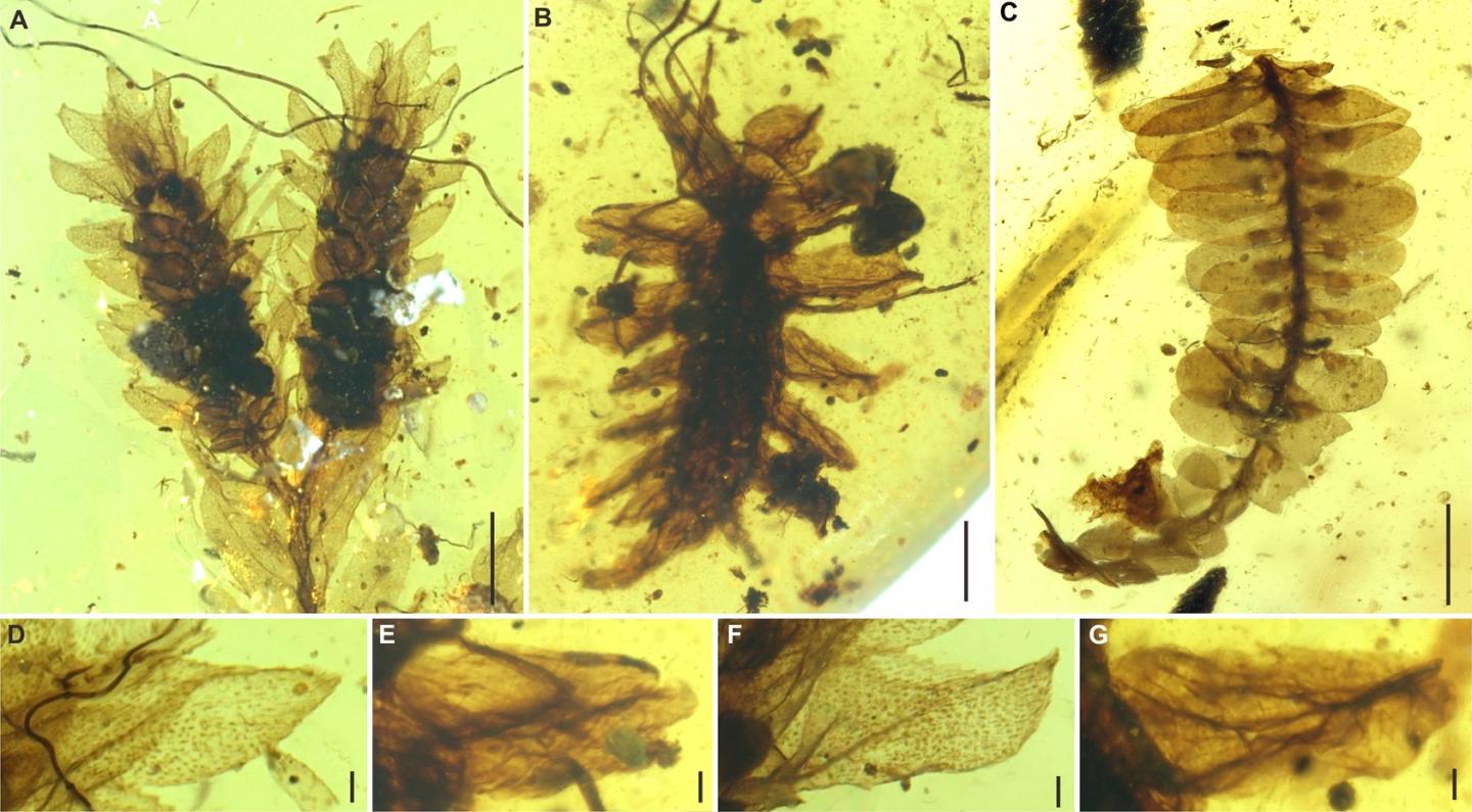 New Green Lacewing Larva and Potential Model Plants from Burmese Amber