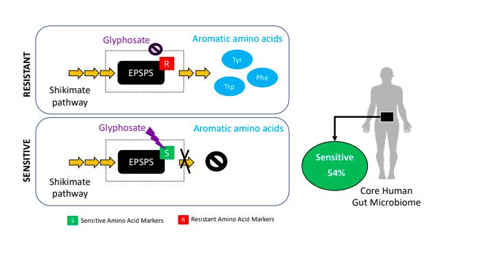 Glyphosate and the shikimate pathway