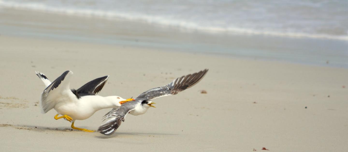 Gulls Are Particularly Innovative