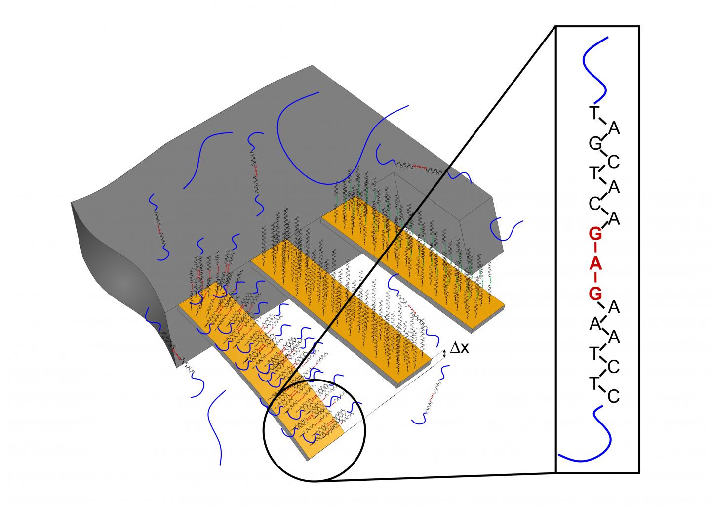 Nanosensors Detect Mutations in Tissue Samples