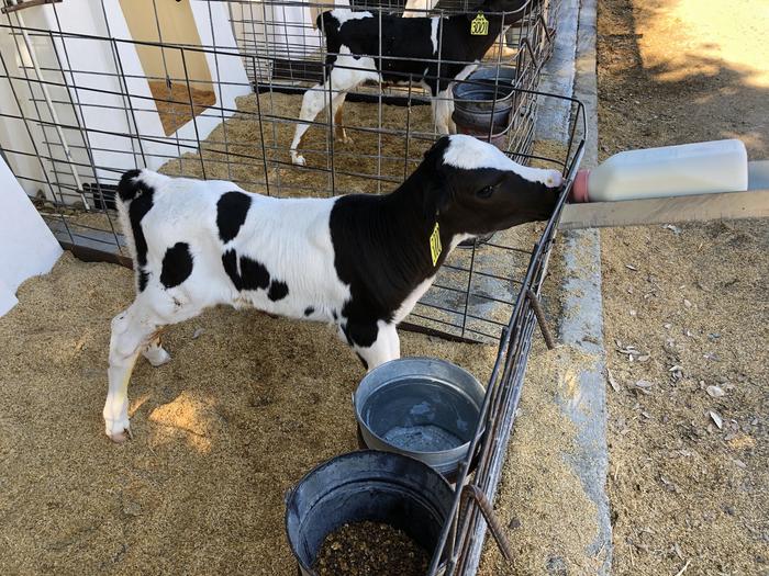 Calf drinking milk