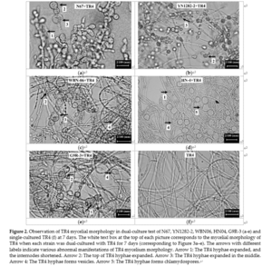 Observation of TR4 morphology