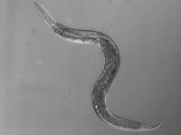 The Threadworm <em>C. elegans</em>