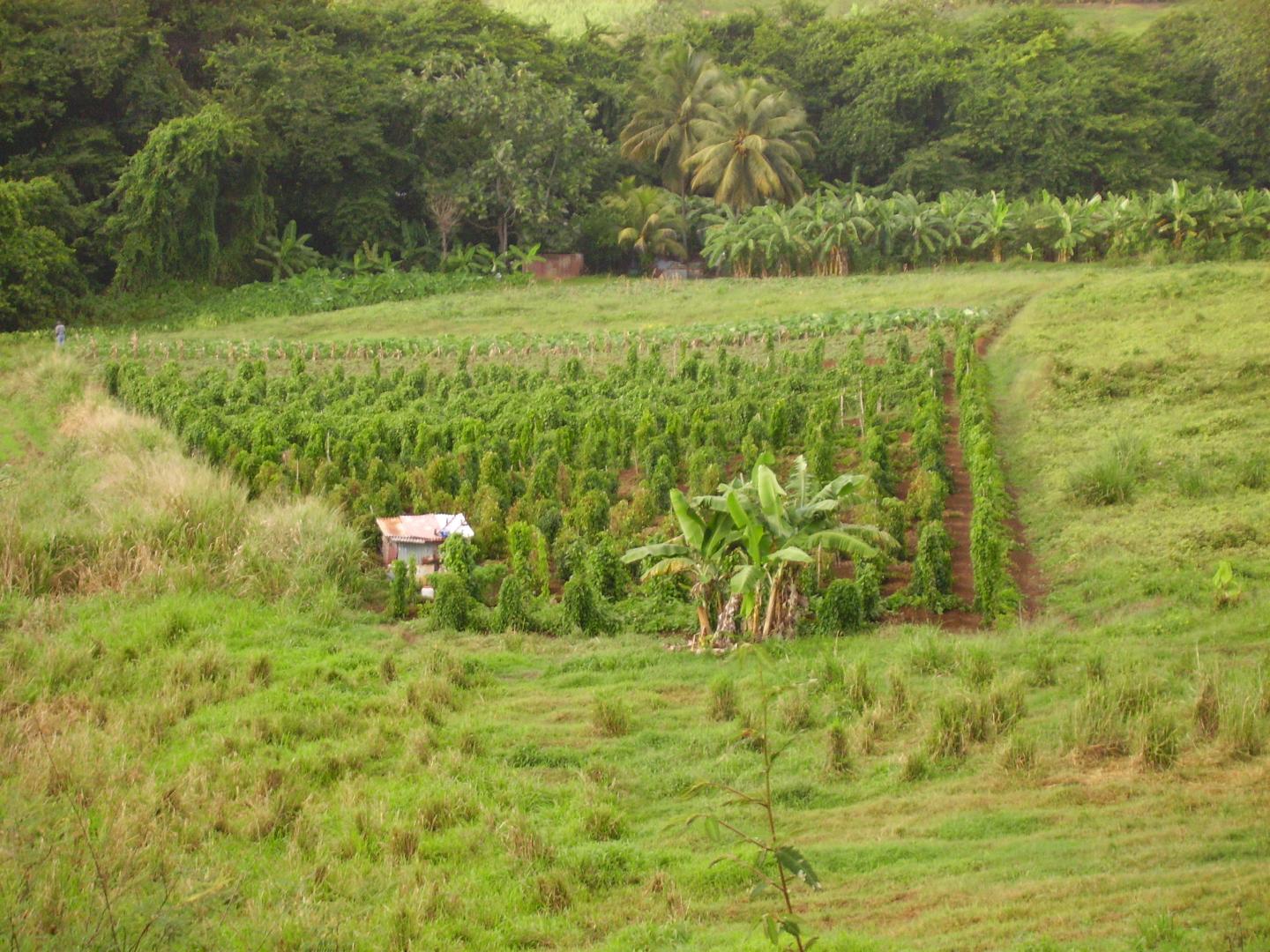 Yam Plot in Guadeloupe