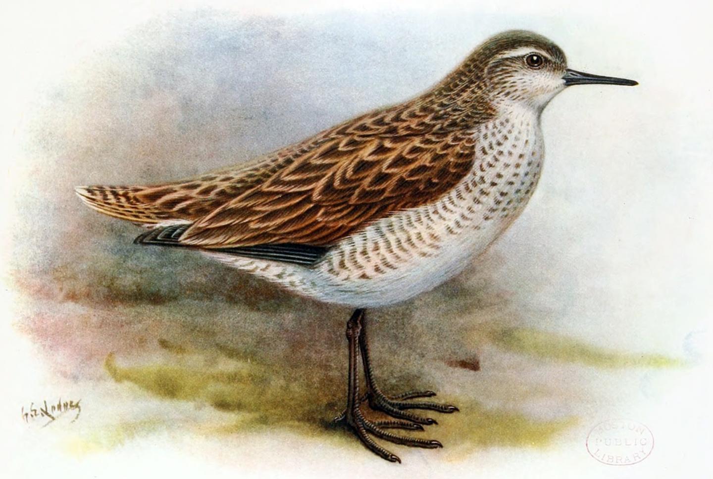 Kirimati Sandpiper illustration