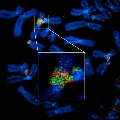 SIM Images of Mitotic Chromosomes