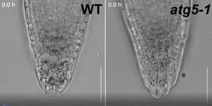 根の先端の細胞がスムーズに剥がれ落ちる仕組みを解明 | EurekAlert!