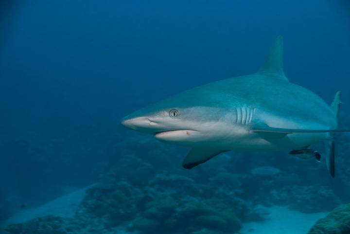 Grey Reef Shark