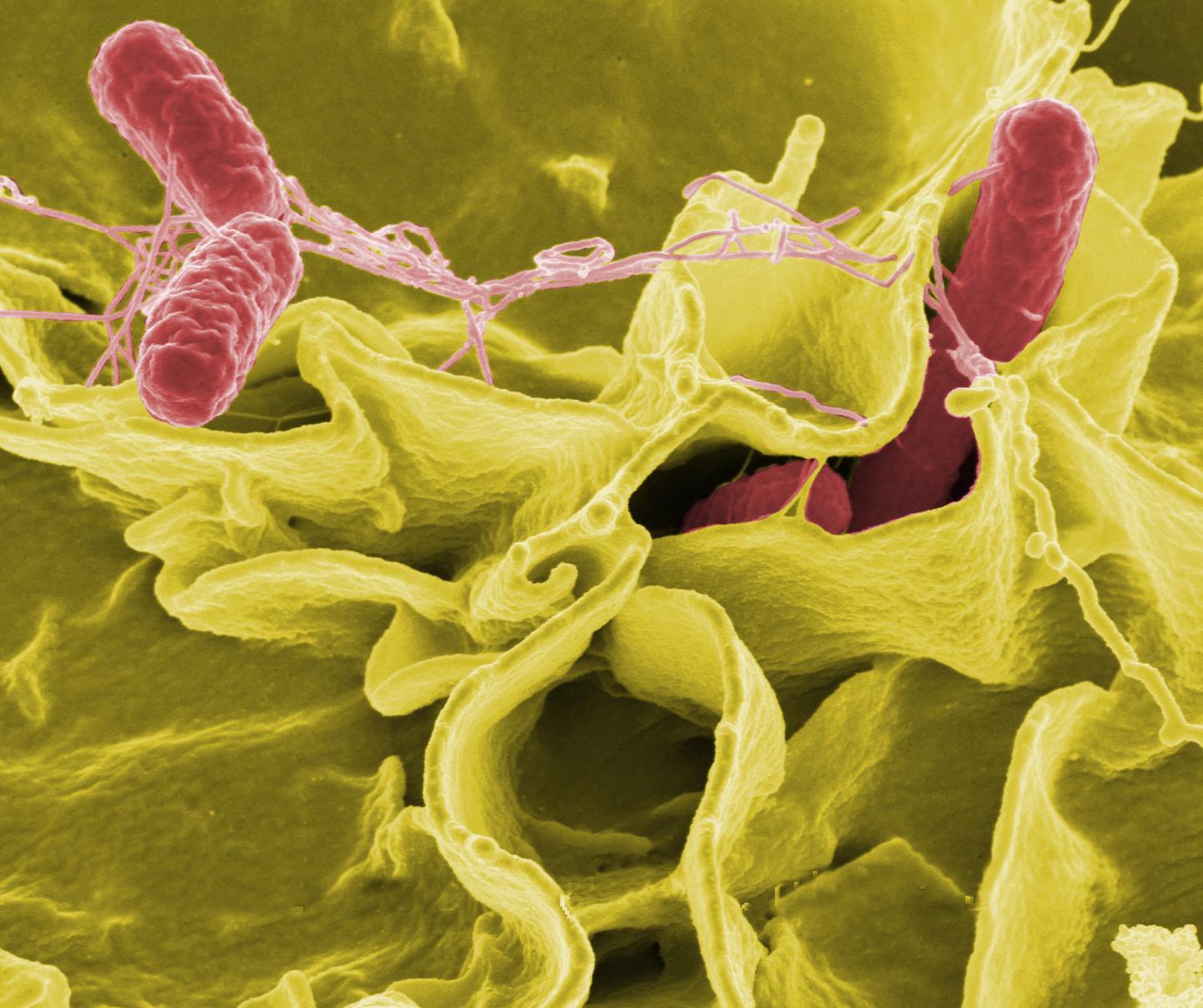 <em>Salmonella</em> Bacteria Invading Cultured Human Cells