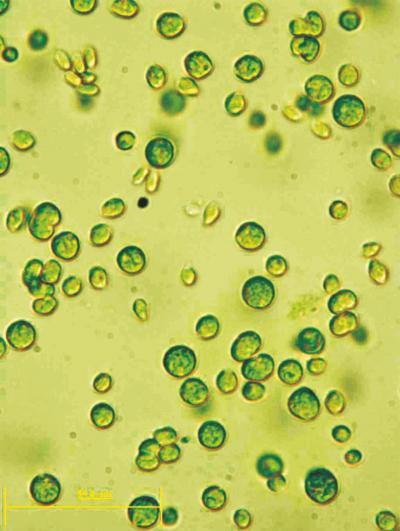 Alga <I>Chlamydomonas reinhardtii