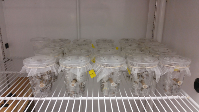 Honey Bee Cage - Experiment Nearman UMD