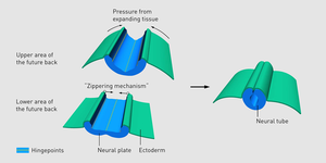 Neurulation