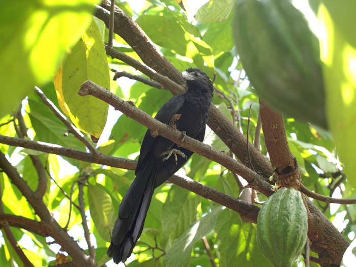Bird found in cacao agroforest