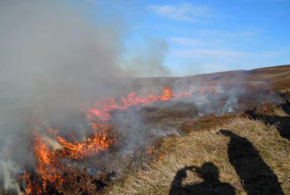 Prescribed Burning