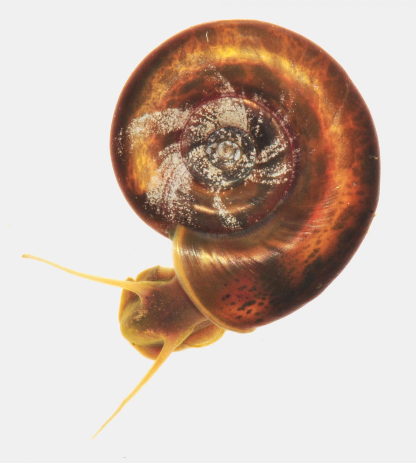 Ram's Horn Snail