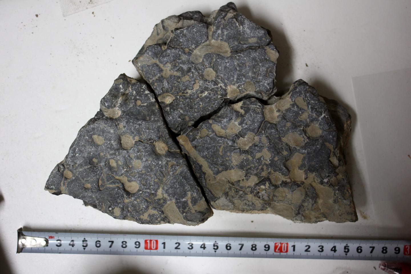 Numerous Circular Openings of Burrows on the Surface of a Limestone Bed