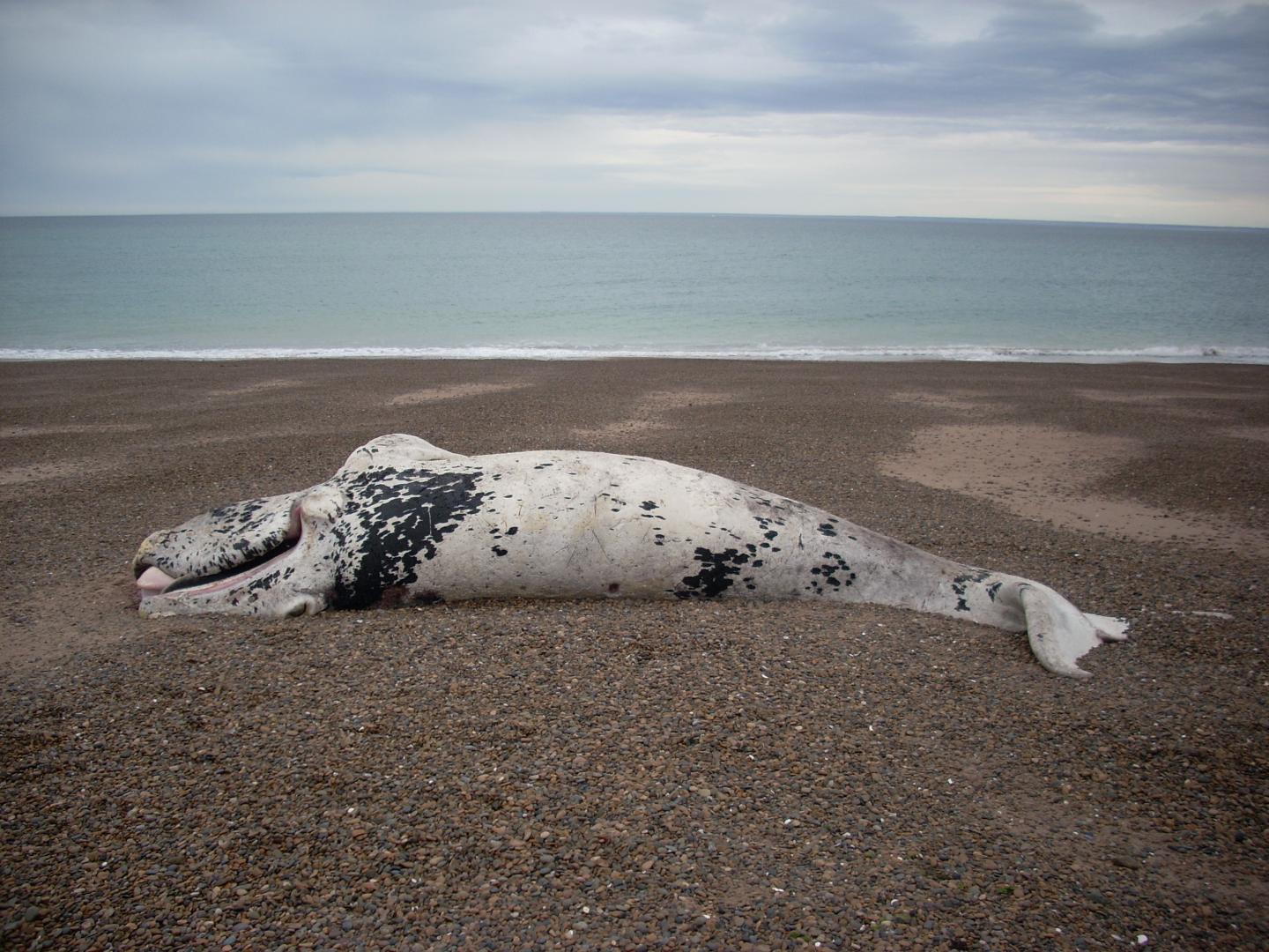 Dead Southern Right Whale Calf