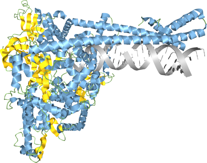 SARS-CoV-2 RNA synthesis compex