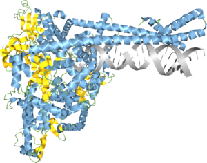 SARS-CoV-2 RNA synthesis compex