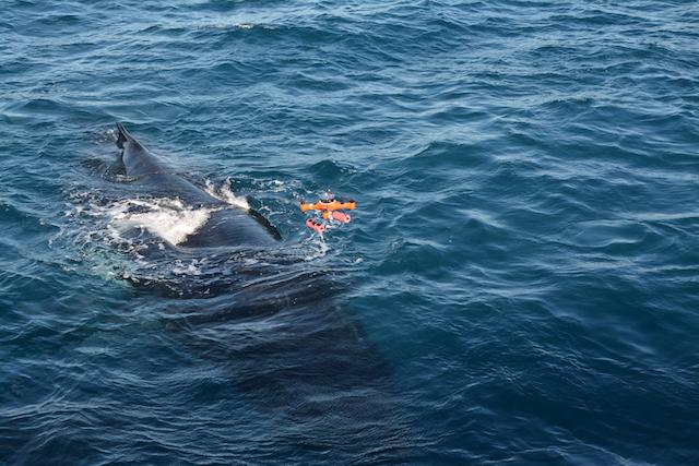 A Waterproof Drone Above a Whale