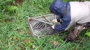 Beaver release