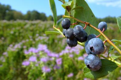 Blueberry Field