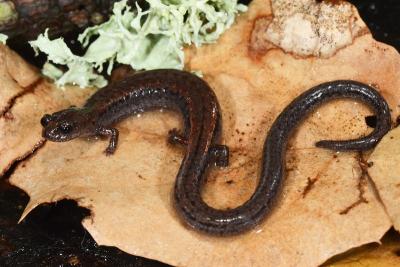 Santa Lucia Mountains Slender Salamander