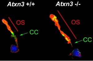 Rods isolated from the retina