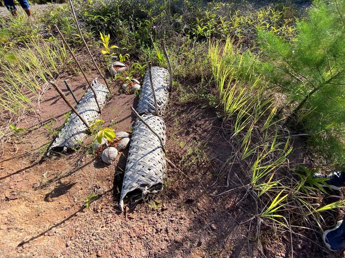 Coconut leaf basket erosion control devices with native outplants using the accumulating sediment. In addition to outplants, living stakes are used to secure the baskets made from native trees that will sprout, providing additional vegetative cover.