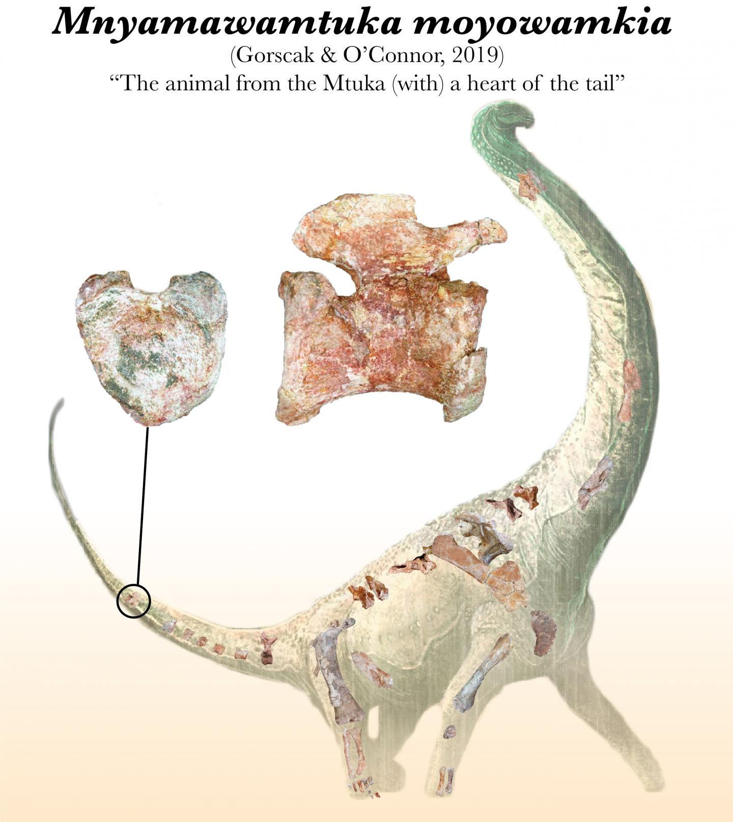 Mnyamawamtuka's Heart-Shaped Tail