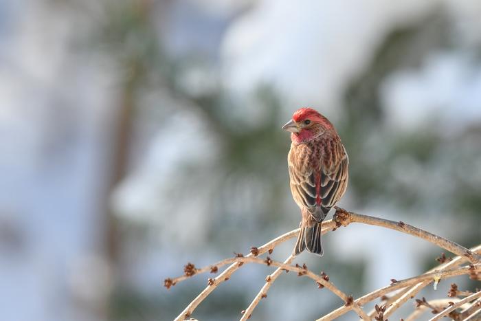Purple Finch [IMAGE] | EurekAlert! Science News Releases