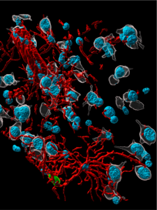 COVID-19 Virus Infects Neurons, Induces Inflammation in the Brains of Rhesus Macaques