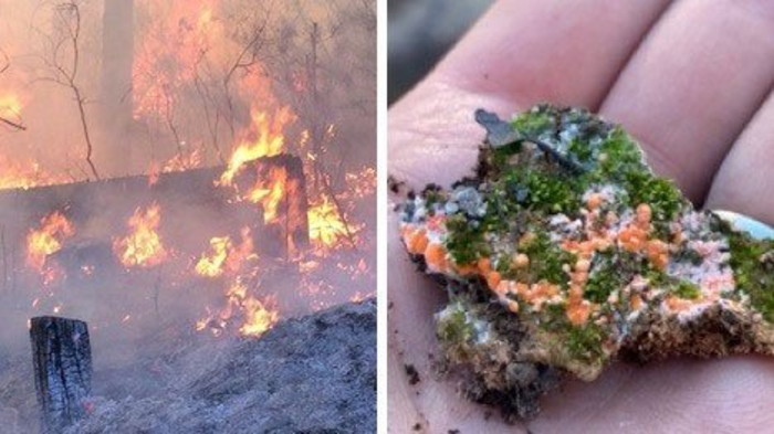 Fungal Recyclers: Fungi Reuse Fire-Altered Organic Matter