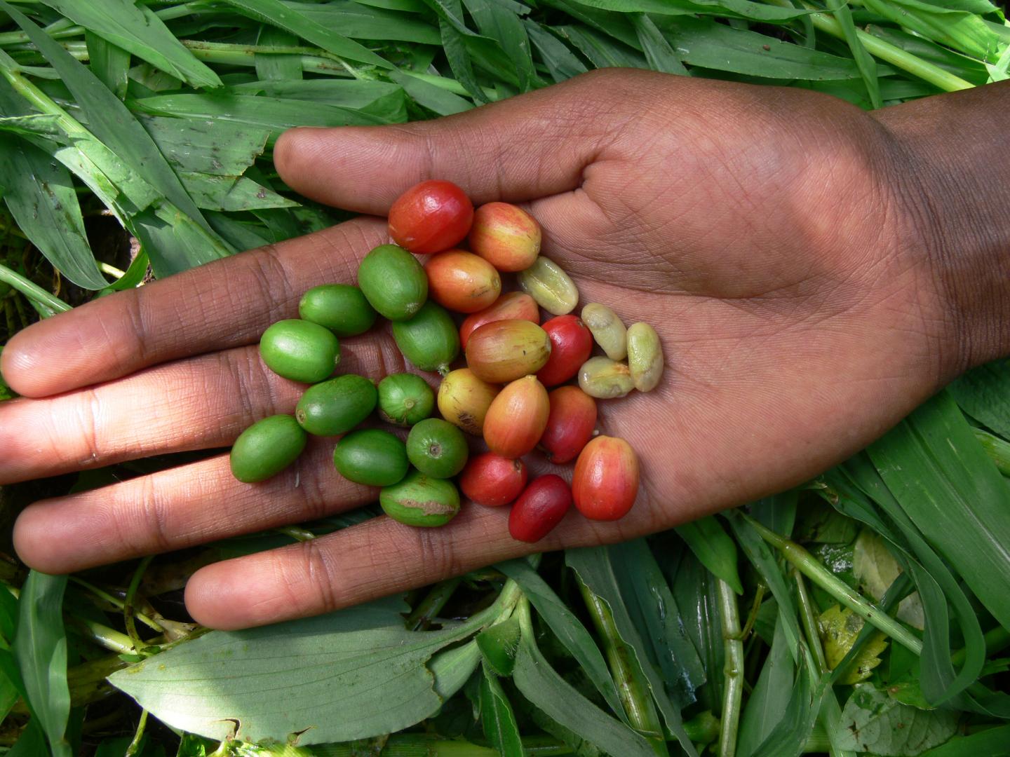 60 percent of Wild Coffee Species Are at Risk of Extinction (1 of 13)