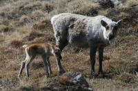 Caribou May Be Indirectly Affected by Sea-Ice Loss in the Arctic (3 of 3)
