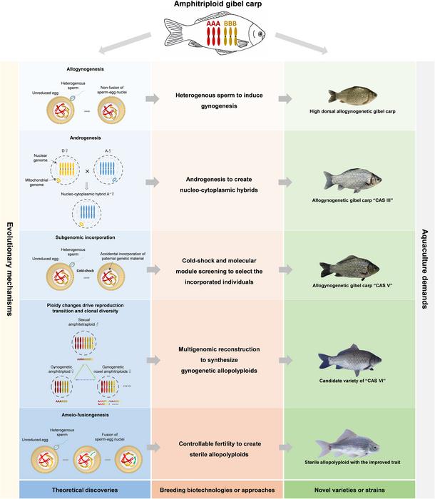 Multifaceted amphitriploid gibel carp and its significant applications